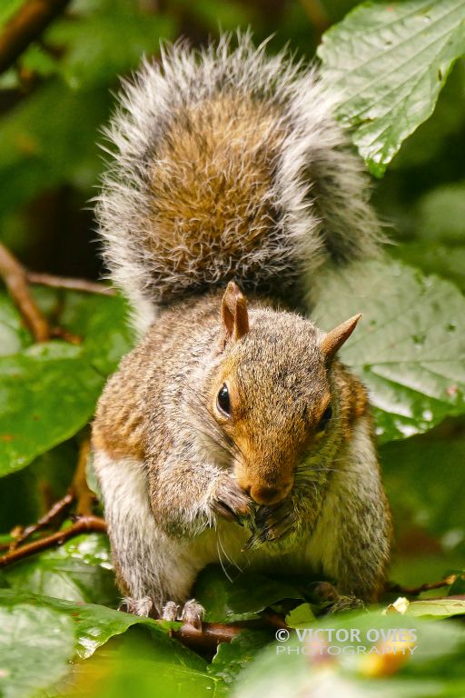 New York - Central Park Squirrel